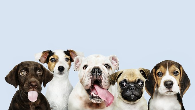Pedigree per cuccioli di razza e cani adulti: come richiederlo, costi e moduli da compilare