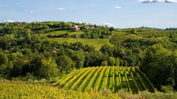 Tra flysch e magredi, i vitigni autoctoni che raccontano il Friuli Venezia Giulia