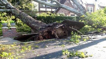 Riceve una multa per aver tagliato gli alberi che ostruivano la vista sul mare da casa sua 