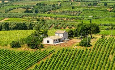 Vino del Lazio: perché la biodiversità non basta? Svelati i due binari che ci dividono dai rivali stranieri (e non solo)