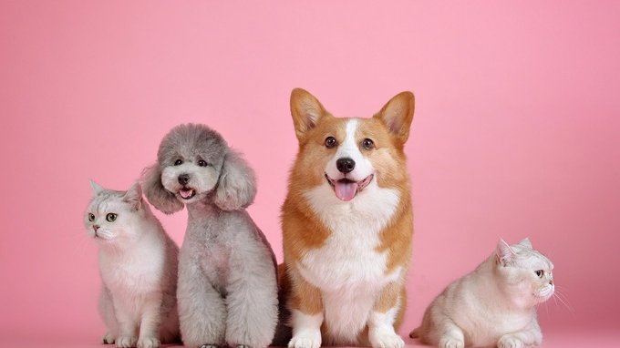 Bonus 200 euro per adottare un cane o un gatto abbandonato: dove e come funziona l'iniziativa