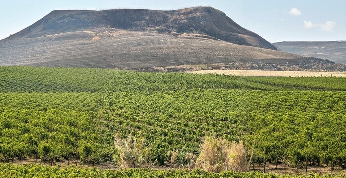 Lava, vento, rabbia e amore. La Sicilia nel calice che non ti aspetti