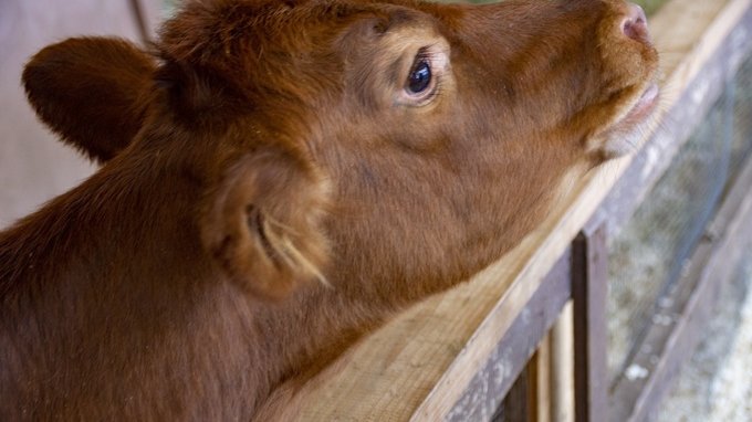 Aviaria negli allevamenti di mucche, c'è da preoccuparsi?