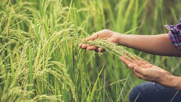 Chi sono i re dell'agricoltura cinese