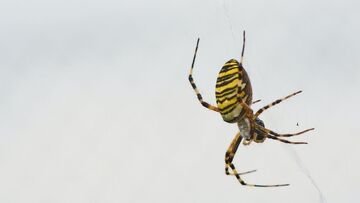 Australia, migliaia di ragni invadono le case: ecco il motivo