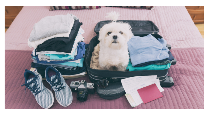 Come portare cani e gatti in aereo (e in cabina)
