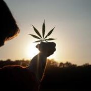 Basta proibizionismo complice della malavita: guardiamo ai vantaggi della legalizzazione della cannabis