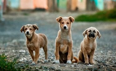 Vietato tenere cani e gatti su terrazze o balconi. Fino a 200.000 euro di multa in questo Paese