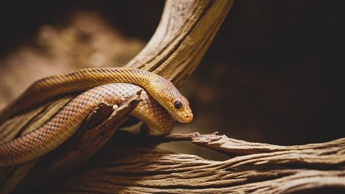 Legge animali esotici: nuovi divieti in Italia, quali specie diventano vietate