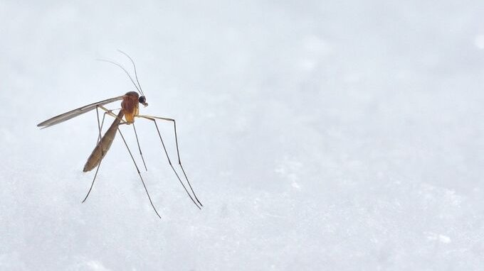 I sintomi di Chikungunya, il virus che si diffonde in tutta Europa. Focolai in Italia e Francia 