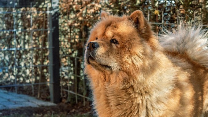 Le 10 razze di cani più costose al mondo