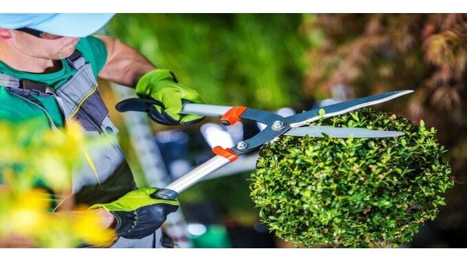 Quanto guadagna un giardiniere? Stipendio e mansioni