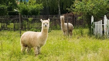 Coronavirus, possibile svolta dagli alpaca: un anticorpo blocca il virus
