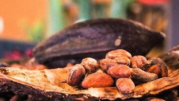 Oltre il 60% del cacao nel mondo viene da questi due Paesi