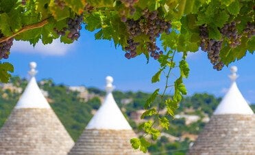 Puglia oltre Primitivo e Negroamaro: i vitigni autoctoni da conoscere
