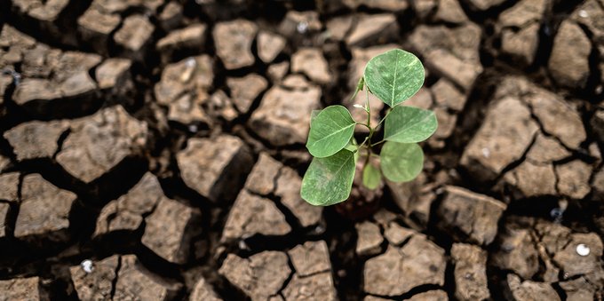 Agricoltura italiana devastata dal clima nel 2021: quanti miliardi persi?