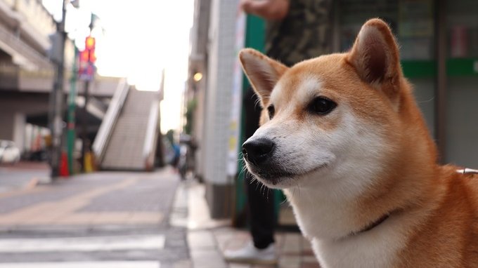 Cane senza guinzaglio, cosa dice la legge e cosa si rischia