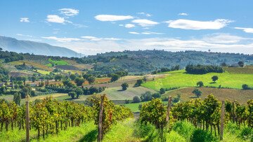 Cuore verde e uve antiche. L'Umbria e i suoi vitigni autoctoni
