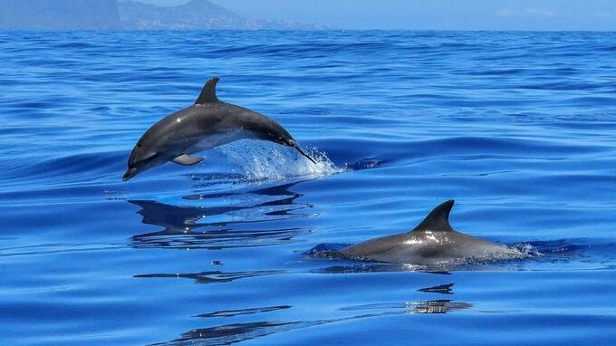 Uccisi 1.500 delfini alle isole Faroe: cosa è successo? 