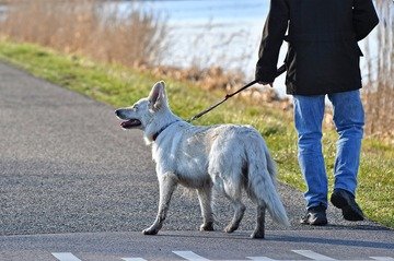 Coronavirus: multe a chi porta fuori il cane? Quando si rischia