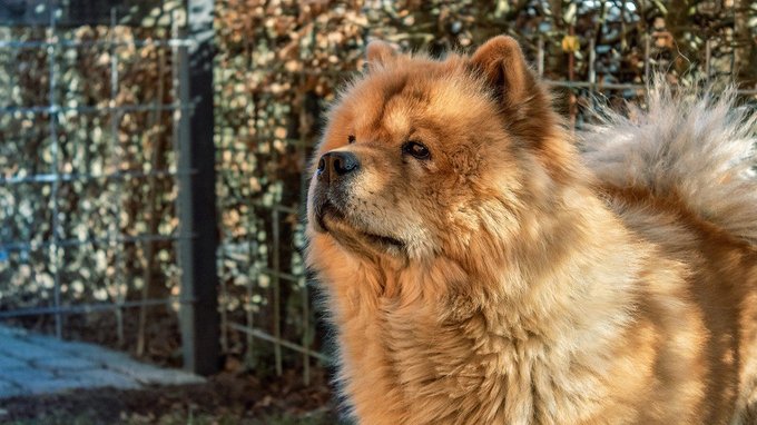Le razze di cani più costose al mondo, la classifica