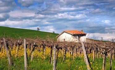 Piccolo, grande Molise. Perché la Tintilia è il rosso da riscoprire