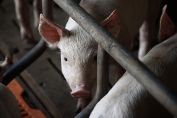 La peste suina è pericolosa per l'uomo e per gli altri animali?