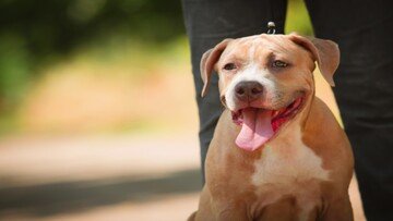 Gli umani non possono capire le emozioni dei cani. Lo rivela uno studio