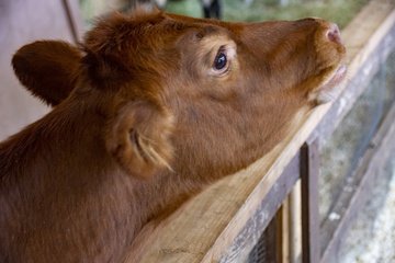 Aviaria negli allevamenti di mucche, c'è da preoccuparsi?