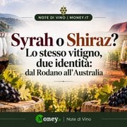 Syrah o Shiraz? Lo stesso vitigno, due identità: dal Rodano all'Australia