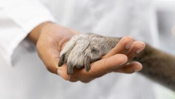 Detrazione spese veterinarie, è obbligatorio il microchip?