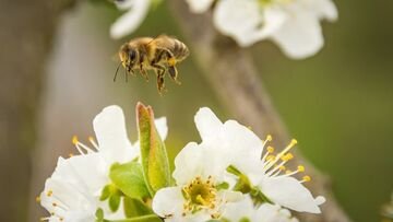 Arriva il calabrone asiatico, ecco cosa non dovete fare assolutamente