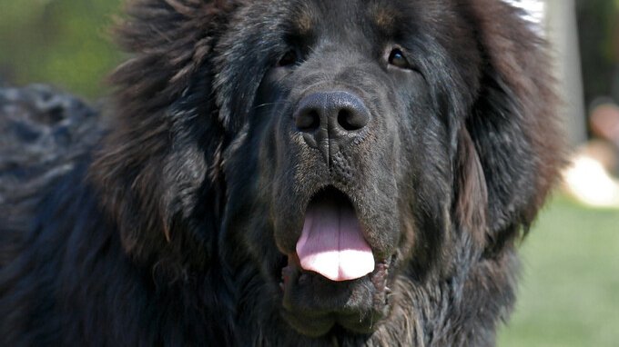 Questo è il cane più costoso al mondo, vale 2 milioni di dollari
