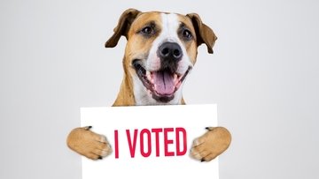 Posso andare a votare con il cane?