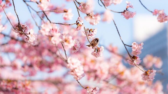 Quando arriva la primavera 2023: data, orario equinozio, significato e appuntamenti più importanti