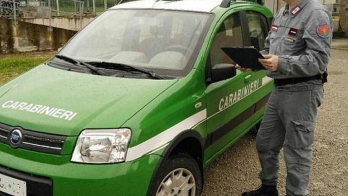 Perché non c'è più il Corpo Forestale? La scelta del governo Renzi