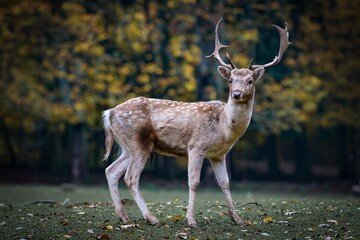 Malattia del cervo zombie, cosa sappiamo e pericoli per l'uomo
