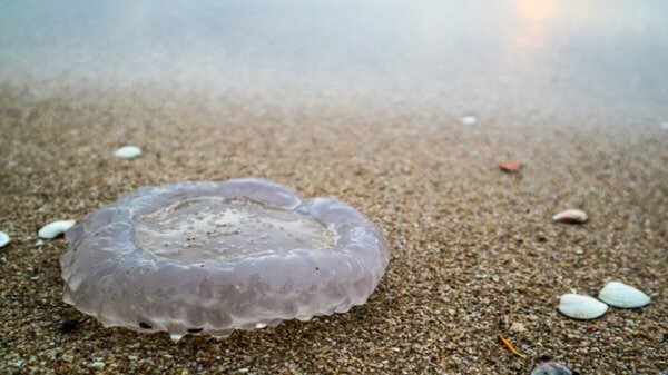 Non è legale uccidere le meduse in Italia: attenzione alle multe