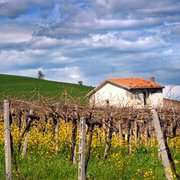 Piccolo, grande Molise. Perché la Tintilia è il rosso da riscoprire
