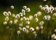 Cotone, qualcosa si muove sul grafico. Perché i segnali non coincidono?
