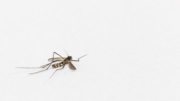 Le zanzare possono trasmettere il coronavirus? Parlano gli esperti
