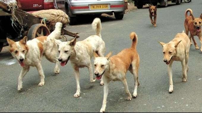 Hai uno di questi cani? Rischi €150.000 di multa