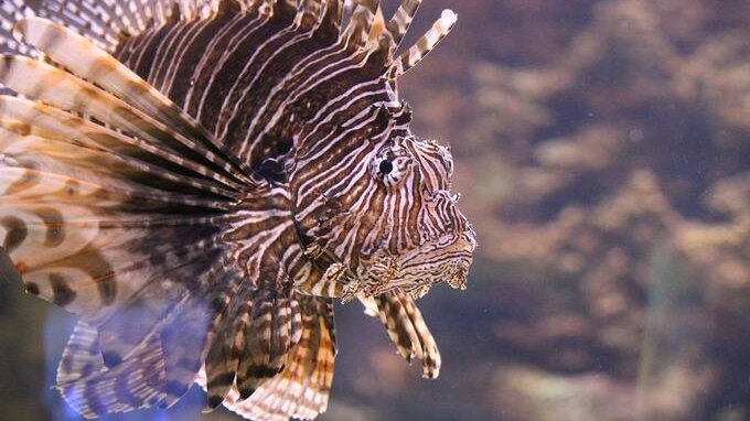 Pesci alieni nel Mediterraneo, è allarme per quattro specie: ecco quanto possono essere pericolose