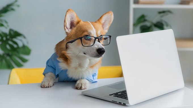Si può portare il cane in ufficio?