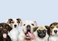 Vaccini obbligatori per gatti e cani, quanto costano?