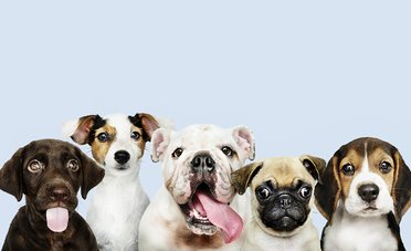 Nuove regole per tutti i cani e i gatti che entrano nel territorio europeo	