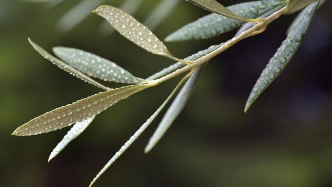 Come benedire l'ulivo per la Domenica delle Palme 2021?