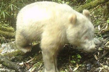 Questo panda bianco è la cosa più bella che vedrai oggi