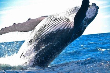 Come viaggiare gratis per monitorare balene e delfini, chi può candidarsi e come