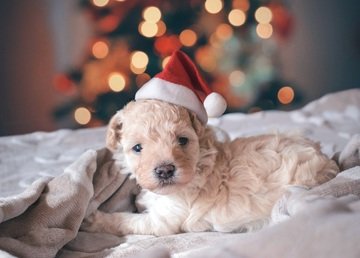 Quanto tempo puoi lasciare il cane da solo in casa secondo la legge